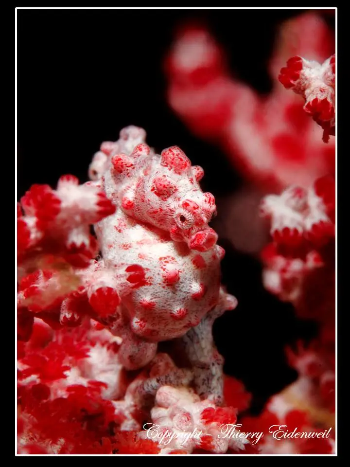 Anilao Macro Dive Media Highlight